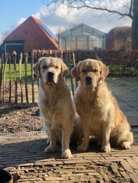 Wat is holistische begeleiding?